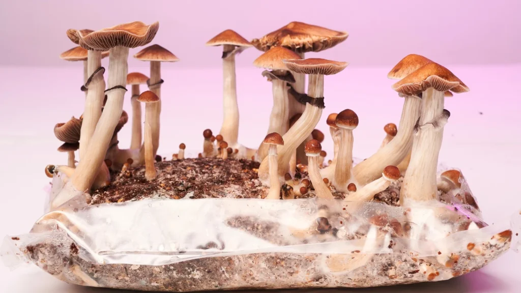 Growkit - Zestawy do uprawy grzybów psychodelicznych