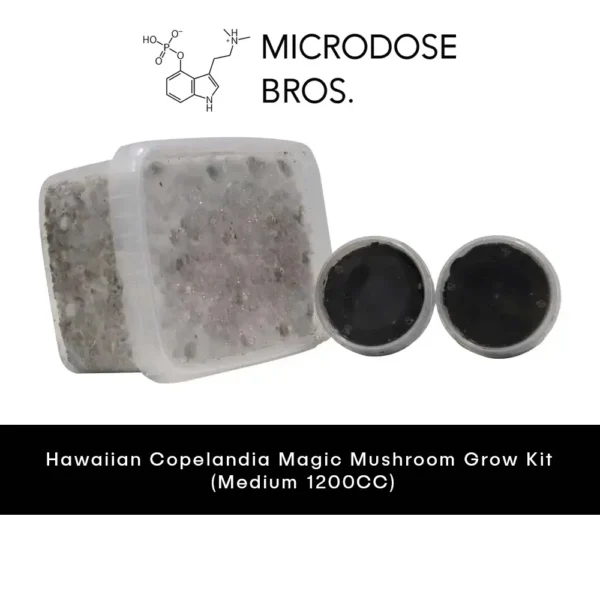 Hawaiian Copelandia GrowKit - Zestaw do uprawy