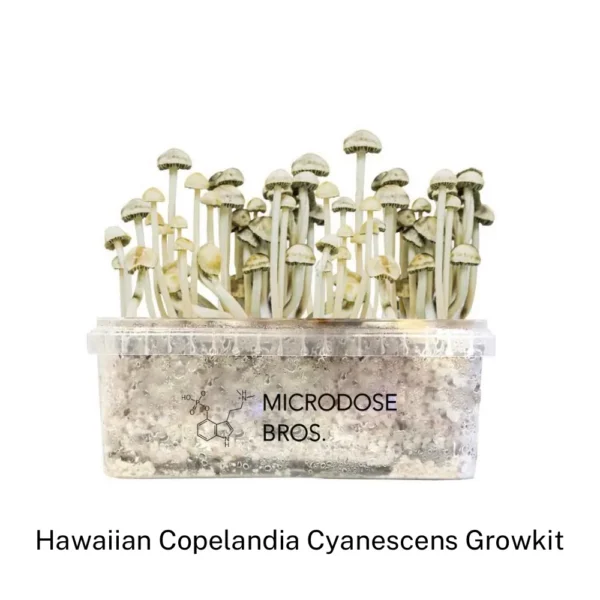 Hawaiian Copelandia GrowKit - Zestaw do uprawy - obrazek 2