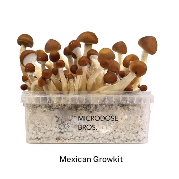 Mexican GrowKit - Zestaw do uprawy - obrazek 2