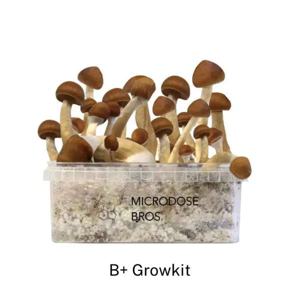 B+ GrowKit - Zestaw do uprawy - obrazek 2