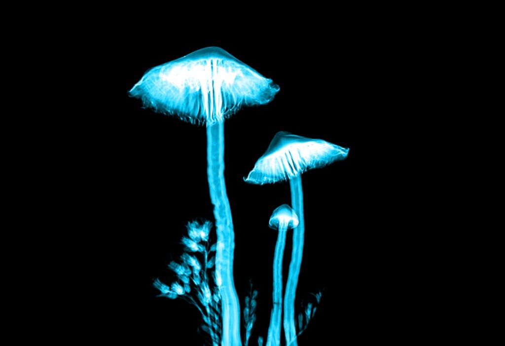 Photo Magic mushrooms