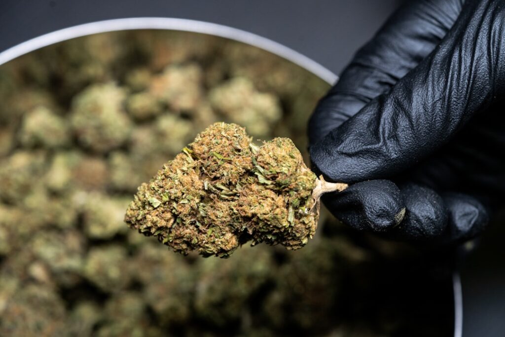 Photo Cannabis plant